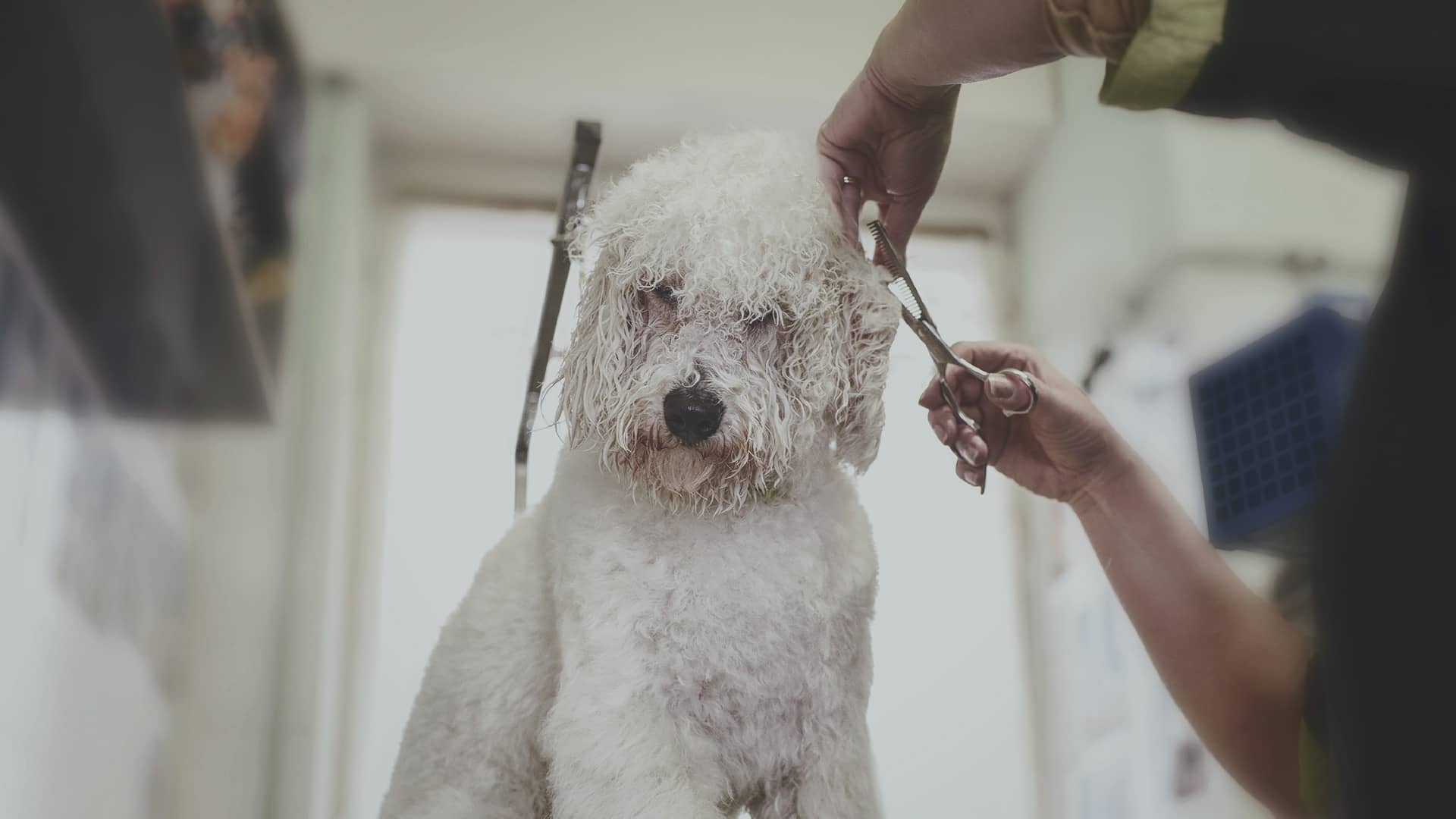 Quiero ser voluntario en un refugio de animales, ¿qué debo saber?