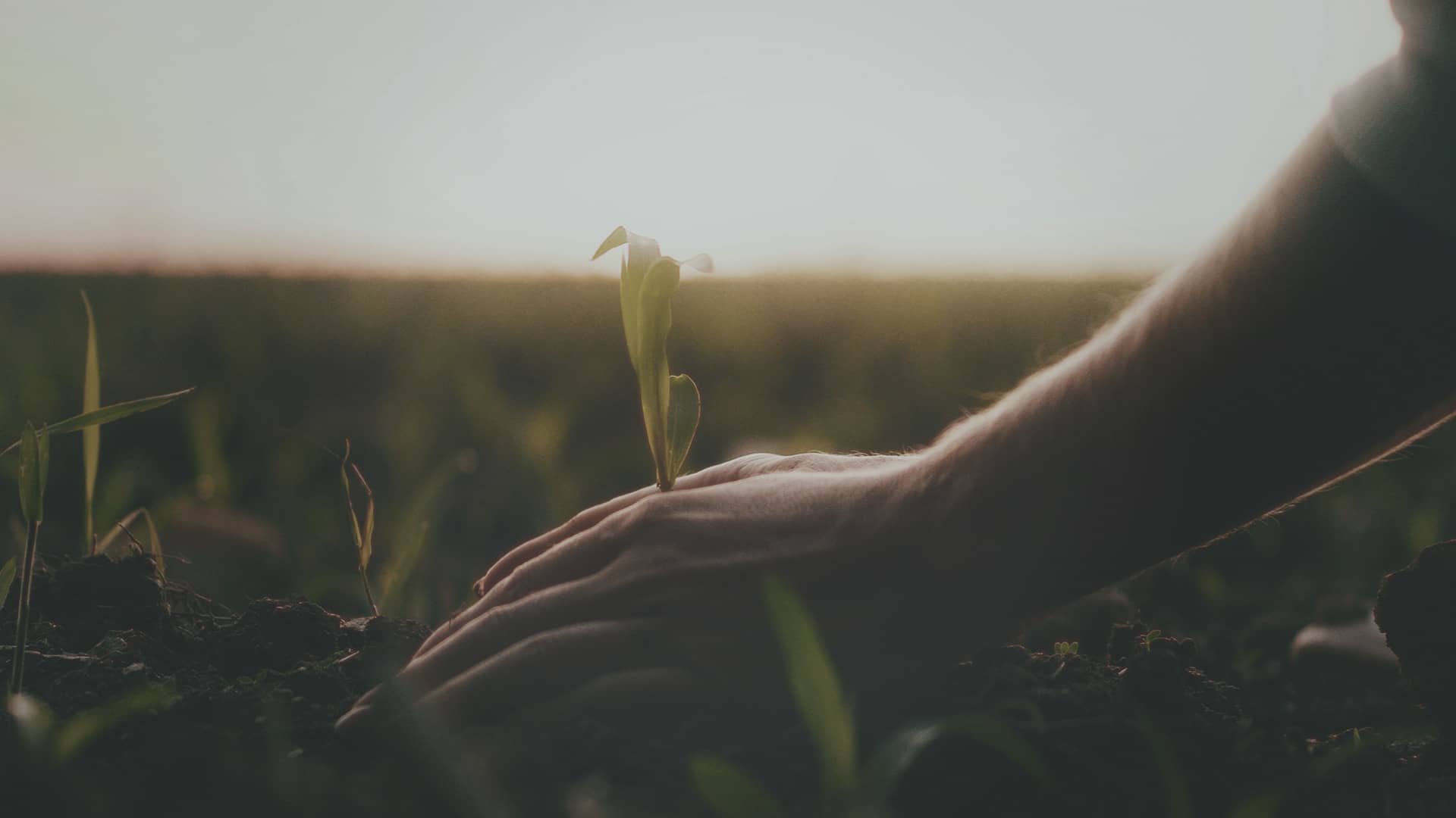 Seguros éticos y sostenibles: cómo elegir la opción más responsable