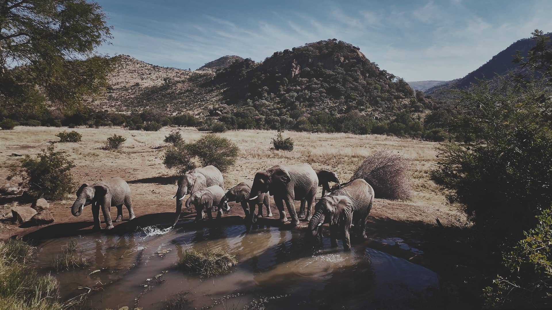 Viajar de safari: lo que debes saber