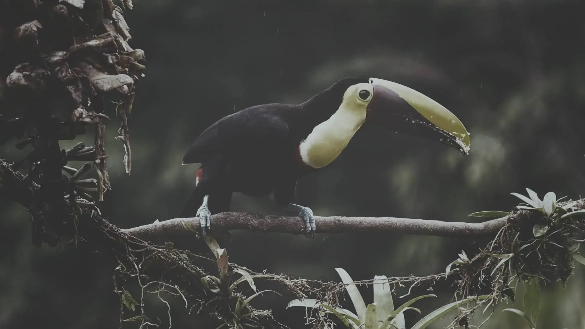 Tucán de Costa Rica